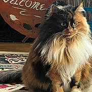 Ms Kitty Black is registered to the contest to win money with this photo: animal, calico_cat, carpet, cat, closeup, cute, decor, fluffy, fur, furniture, green_eyes, home, indoor, pet, portrait, sitting, tail, welcome_sign, whiskers, wooden_sign