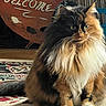 cat, calico_cat, fluffy, indoor, carpet, furniture, welcome_sign, wooden_sign, pet, animal, fur, green_eyes, sitting, closeup, home, decor, portrait, whiskers, tail, cute