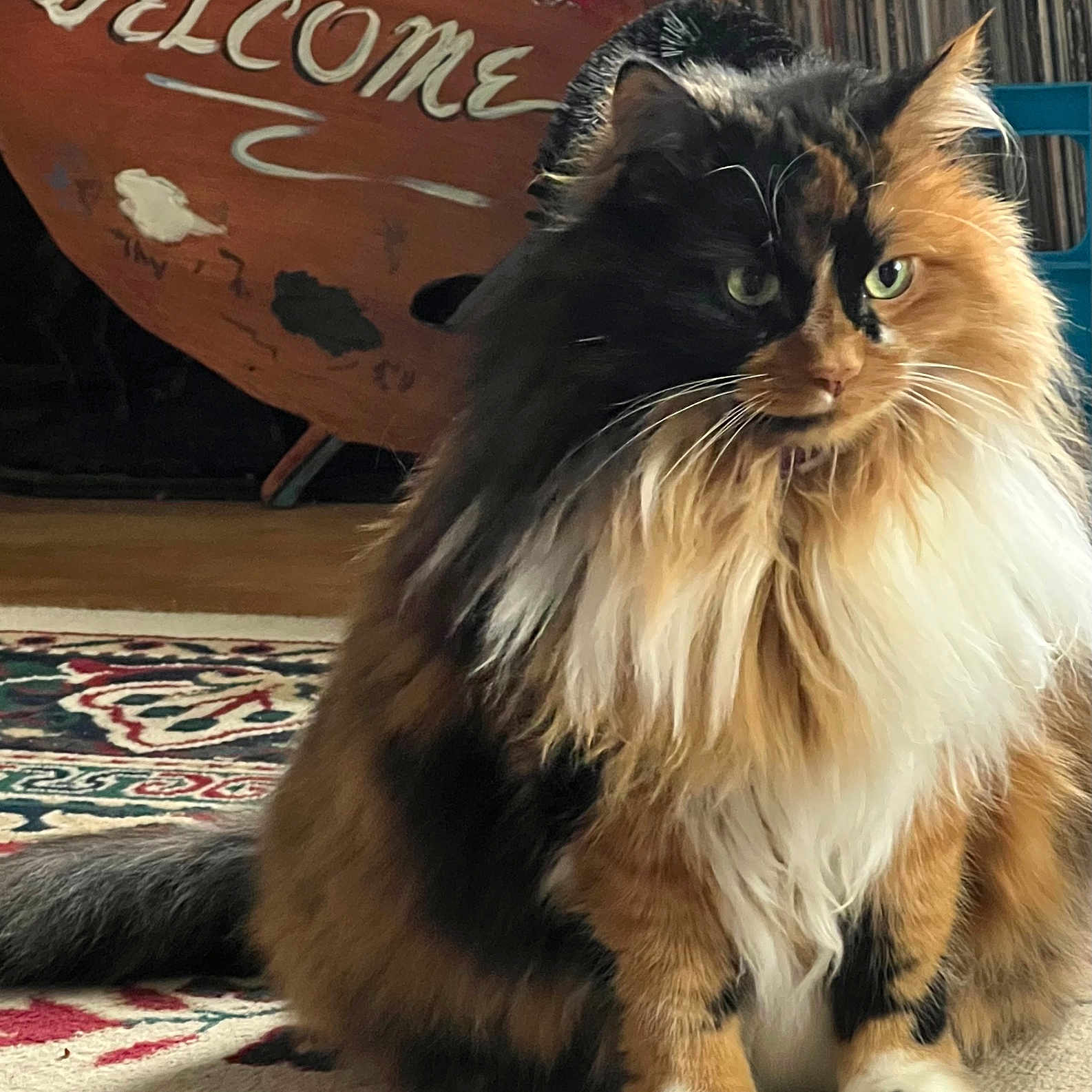Ms Kitty Black