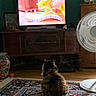 Ms Kitty Black joined the competition — help win amazing prizes! animal, cat, colorful, cozy, curious, decor, domestic, fan, floor, home, indoor, living_room, patterned, pet, rug, screen, television, vintage_furniture, watching, wooden_cabinet