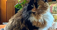 Ms Kitty Black is registered to the contest to win money with this photo: calm, cat, cozy, decor, flowers, fluffy, fur, furniture, green_eyes, home, indoor, living_room, orange, pet, plant, roses, table, vase, white_paws, wood