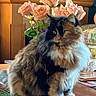 cat, fluffy, table, roses, flowers, vase, wood, indoor, furniture, decor, pet, fur, green_eyes, calm, home, living_room, cozy, plant, orange, white_paws