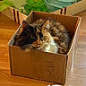 Ms Kitty Black joined the competition — help win amazing prizes! black, brown, calico_cat, cardboard_box, cat, container, cozy, curled_up, domestic_animal, feline, fur, green, indoor, orange, pet, relaxed, toy, whiskers, white, wooden_floor