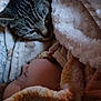 baby, cat, blanket, sleeping, cozy, tabby_cat, face, closeup, indoor, soft, warm, resting, fur, child, pet, animal, comfort, snuggle, cute, peaceful