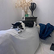 Kikie a rejoint le concours — aidez-le/la à gagner de superbes lots ! cat, sleeping, couch, white, denim_jacket, side_table, vase, dried_flowers, lamp, indoor, relaxing, pet, furniture, home_decor, wall, cozy, resting, striped_cat, black_and_white_cat, domestic_cat