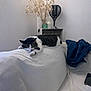 cat, sleeping, couch, white, denim_jacket, side_table, vase, dried_flowers, lamp, indoor, relaxing, pet, furniture, home_decor, wall, cozy, resting, striped_cat, black_and_white_cat, domestic_cat