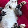 Kikie participe au concours pour gagner de l'argent avec cette photo : cat, fluffy, sleeping, relaxed, plush_toy, mouse_toy, paw, cushion, red_background, fur, whiskers, indoor, pet, cozy, cute, tabby, white_fur, black_patches, resting, animal