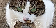 Kikie participe au concours pour gagner de l'argent avec cette photo : cat, tabby, white, green_eyes, mouse, prey, animal, outdoor, close_up, whiskers, fur, hunting, mammal, pet, nature, ground, wildlife, predator, cute, focus