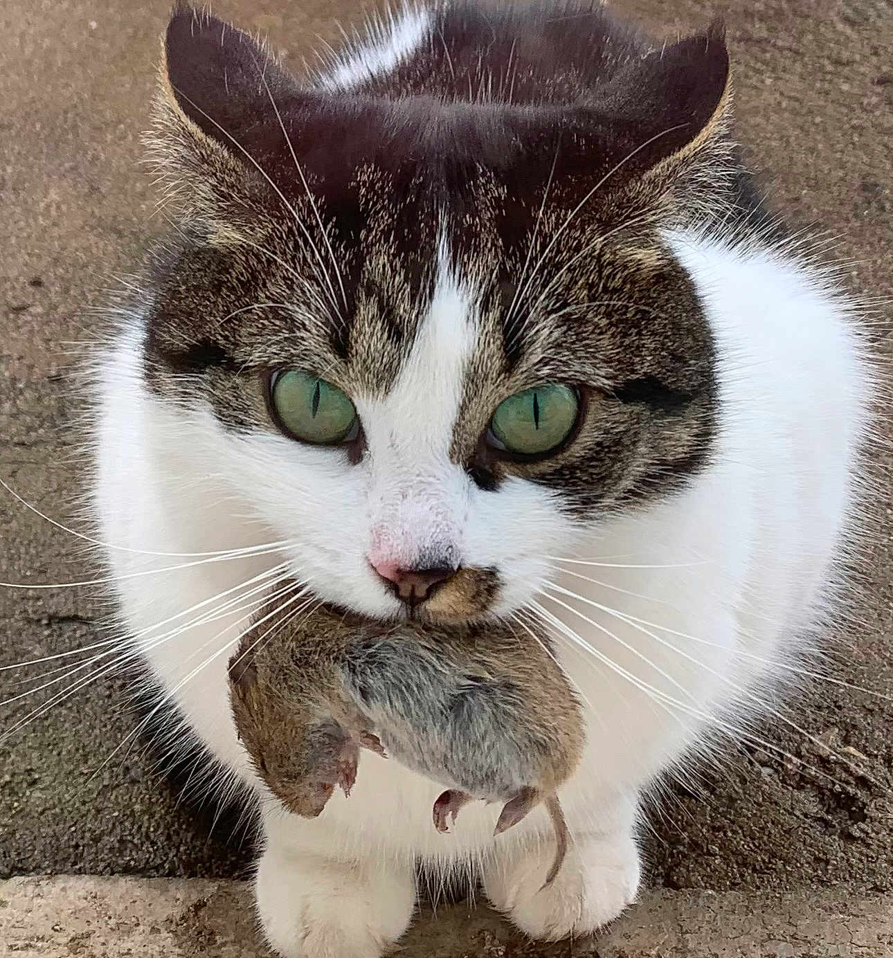 Kikie participe au concours pour gagner de l'argent avec cette photo : cat, tabby, white, green_eyes, mouse, prey, animal, outdoor, close_up, whiskers, fur, hunting, mammal, pet, nature, ground, wildlife, predator, cute, focus