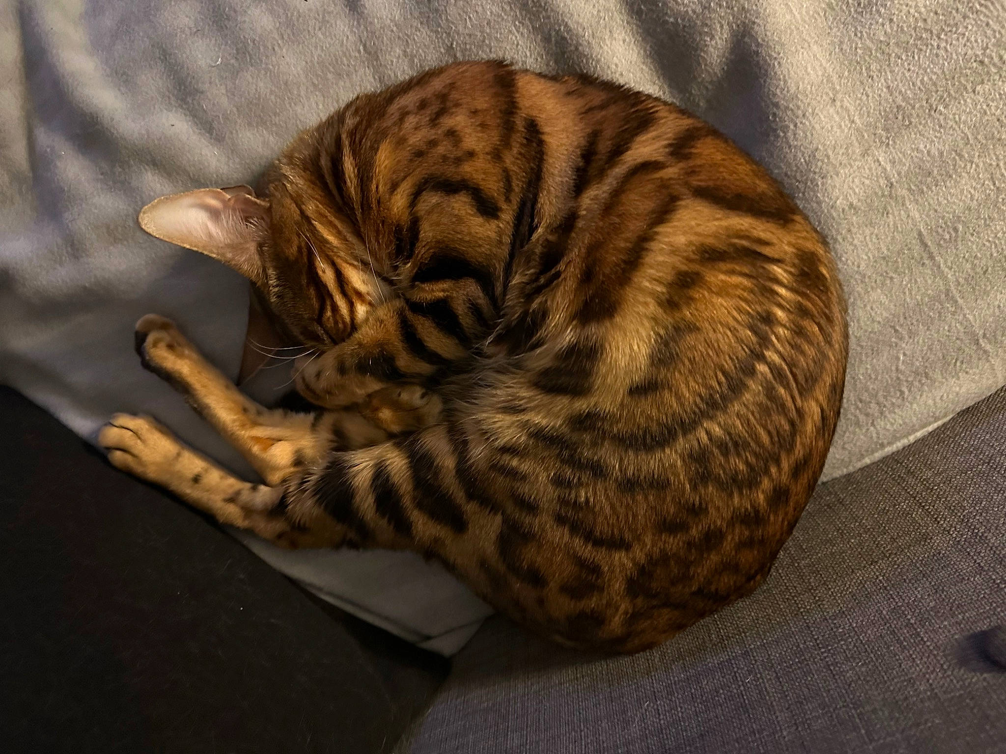 Nuweiba participe au concours pour gagner de l'argent avec cette photo : carnivore, cat, cat_bed, claw, comfort, domestic_short_haired_cat, eye, fawn, felidae, fur, nap, paw, sleep, small_to_medium_sized_cats, snout, tail, terrestrial_animal, whiskers, wildlife, wood