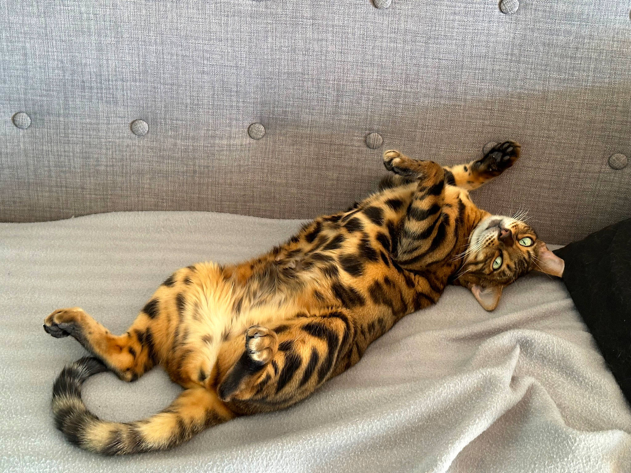 Nuweiba participe au concours pour gagner de l'argent avec cette photo : big_cats, carnivore, cat, claw, comfort, domestic_short_haired_cat, eye, fawn, felidae, fur, giraffidae, head, human_body, paw, small_to_medium_sized_cats, snout, tail, terrestrial_animal, whiskers, wildlife