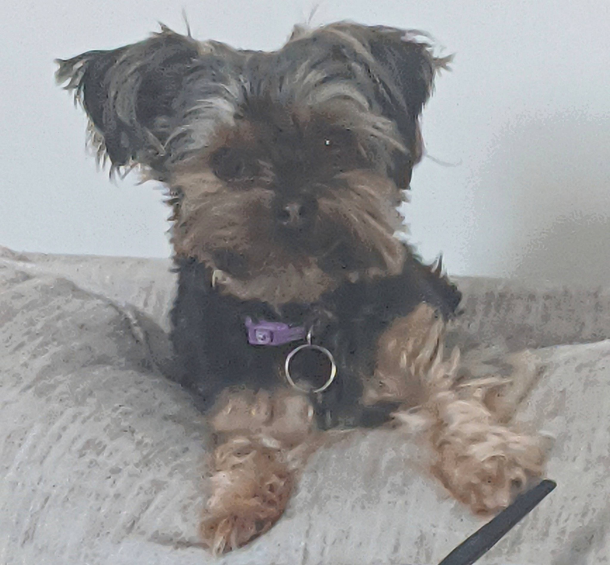 Bella is registered to the contest to win money with this photo: biewer_terrier, canidae, carnivore, companion_dog, dog, dog_breed, dog_supply, fur, liver, non_sporting_group, poodle_crossbreed, puppy, schnauzer, shih_poo, small_terrier, terrier, toy_dog, water_dog, working_animal, yorkipoo