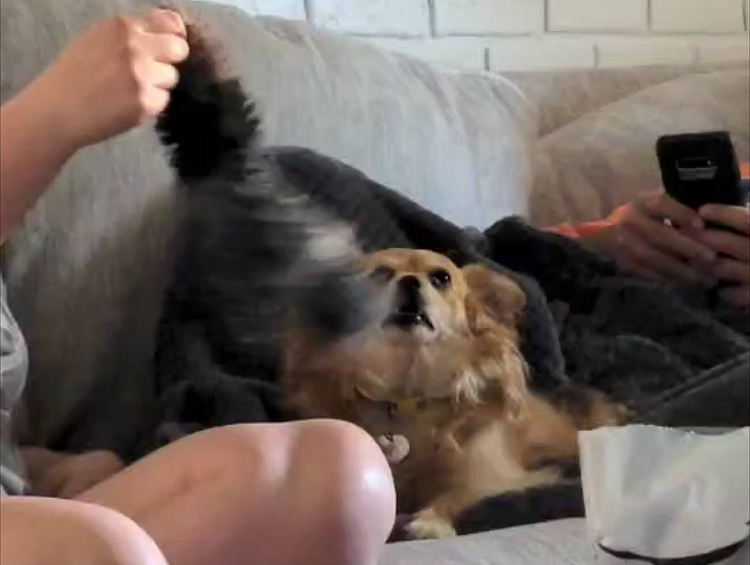 Clara is registered to the contest to win money with this photo: canidae, carnivore, comfort, companion_dog, couch, dog, dog_breed, fawn, fun, fur, lap, living_room, pekingese, sitting, spaniel, sporting_group, tibetan_spaniel, toy_dog, working_animal, working_dog