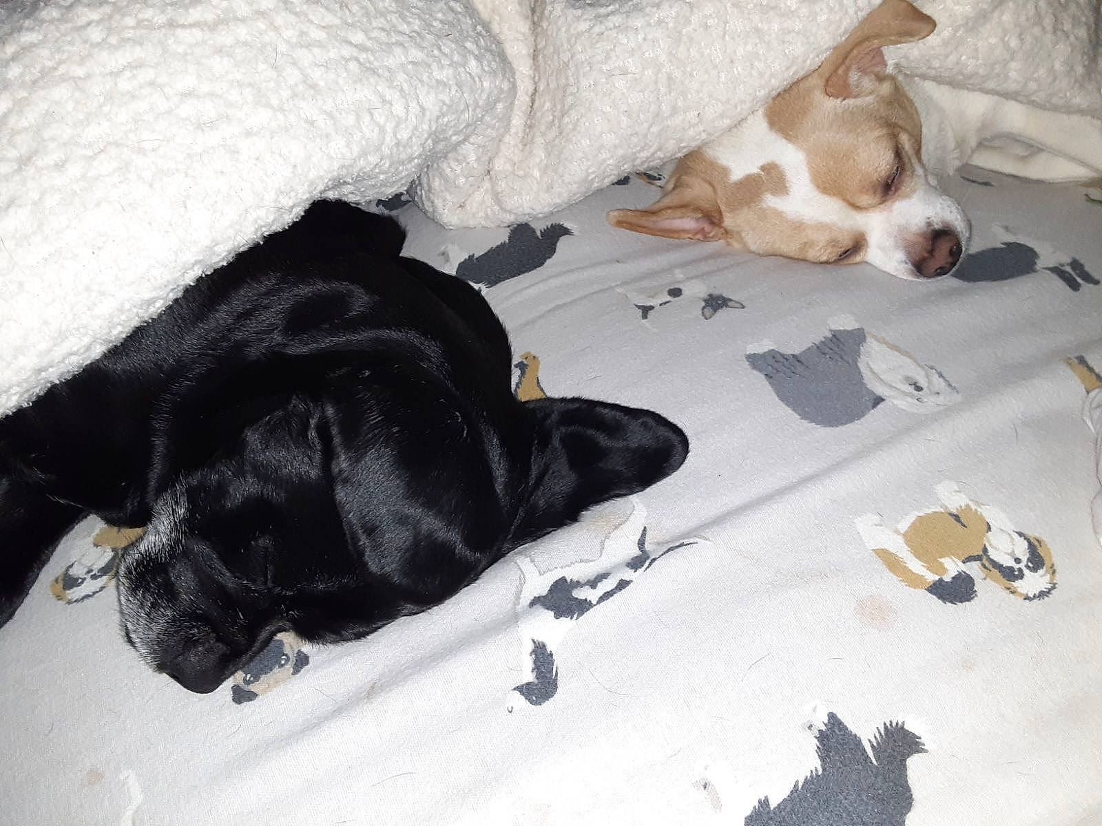 Chloe is registered to the contest to win money with this photo: canidae, carnivore, collar, comfort, companion_dog, dog, dog_breed, dog_supply, fawn, flooring, fur, guard_dog, linens, paw, pet_supply, snout, sporting_group, tail, vertebrate, working_animal