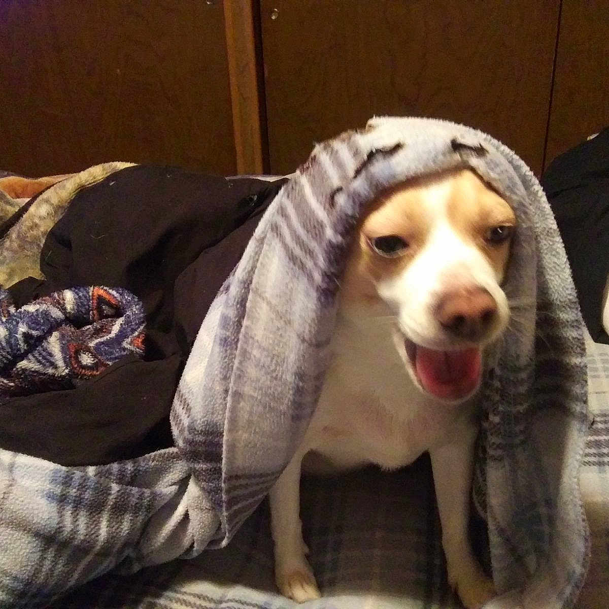 Chloe is registered to the contest to win money with this photo: animal, bed, blanket, canine, couch, cushion, dog, face, furniture, head, homedecor, hound, indoors, linen, person, pet, photography, portrait, puppy, quilt