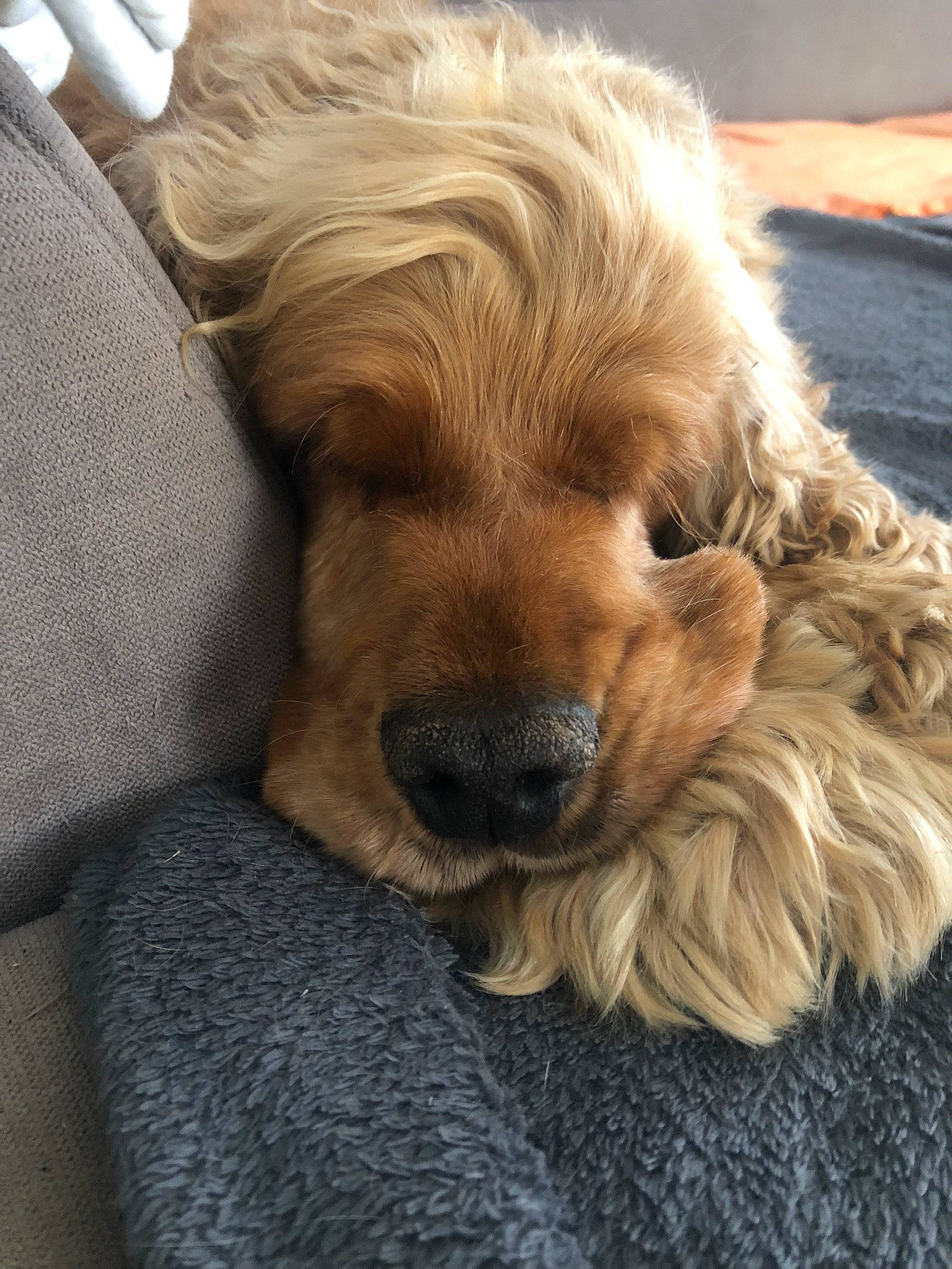 Igloo participe au concours pour gagner de l'argent avec cette photo : ancient_dog_breeds, canidae, carnivore, comfort, companion_dog, dog, dog_breed, fawn, fur, gun_dog, hair, liver, paw, retriever, snout, sporting_group, terrestrial_animal, toy_dog, whiskers, working_animal