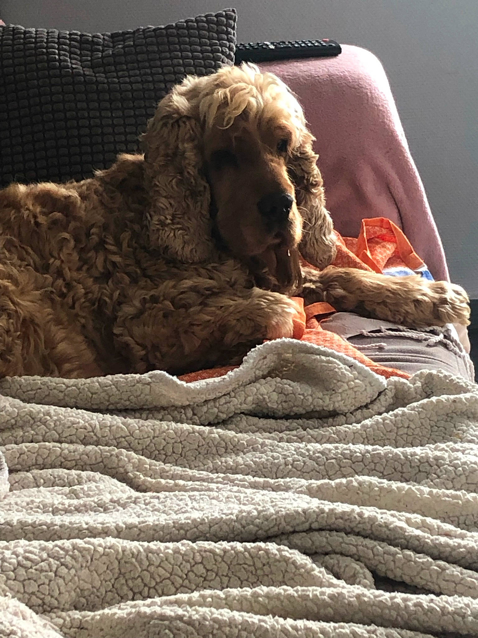 Igloo participe au concours pour gagner de l'argent avec cette photo : bedding, canidae, carmine, carnivore, comfort, companion_dog, dog, dog_breed, fawn, felidae, flooring, fur, grey, linens, liver, rock, room, sporting_group, toy_dog, wood