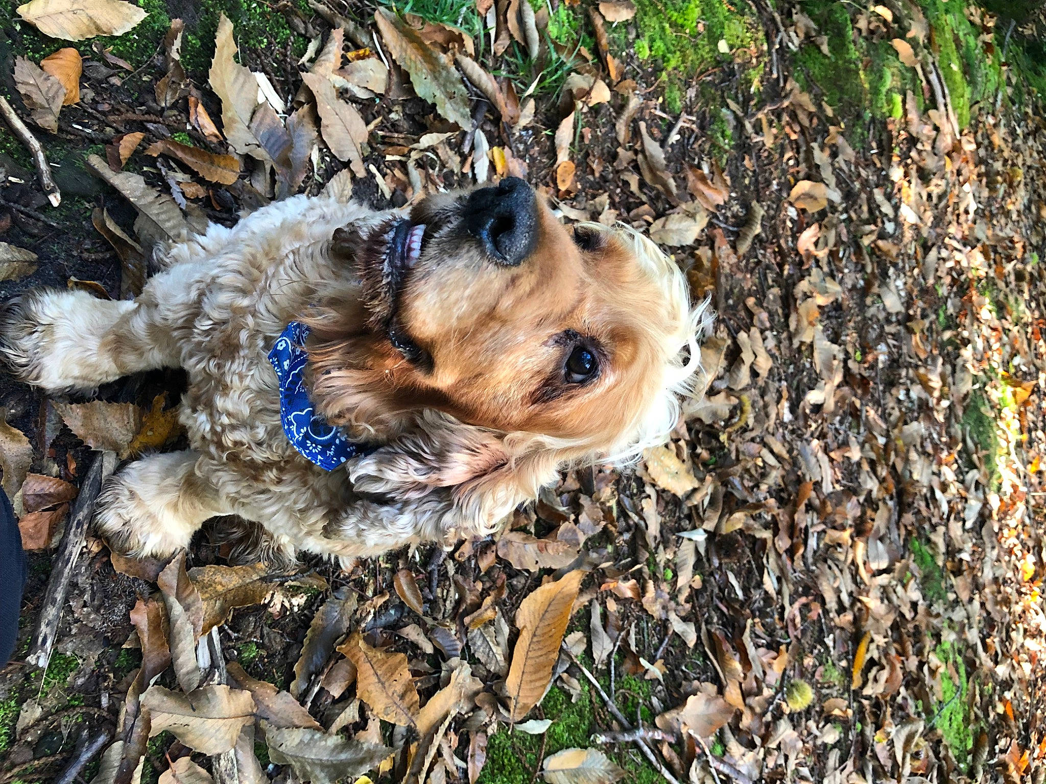 Igloo participe au concours pour gagner de l'argent avec cette photo : canidae, carnivore, companion_dog, dog, dog_breed, fawn, fur, grass, groundcover, hoary_marmot, plant, rock, small_terrier, snout, soil, sporting_group, terrestrial_animal, terrier, toy_dog, yorkshire_terrier