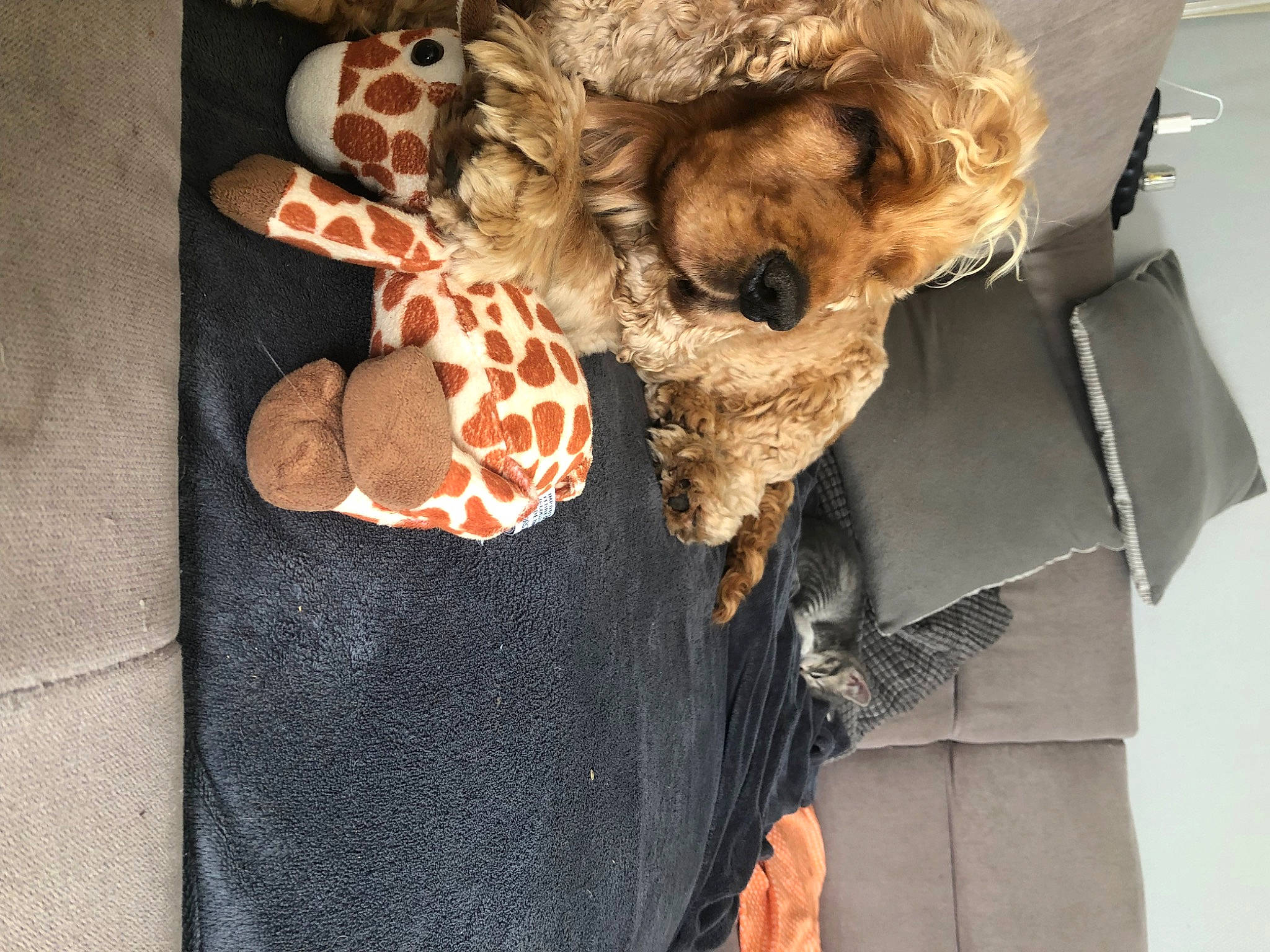 Igloo a rejoint le concours — aidez-le/la à gagner de superbes lots ! canidae, carnivore, comfort, companion_dog, dog_breed, fashion_accessory, fawn, fur, fur_clothing, linens, pattern, plush, sporting_group, stuffed_toy, sunglasses, teddy_bear, textile, toy, wood, wool