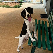 Hoss is registered to the contest to win money with this photo: animal, backyard, bench, black_and_white, canine, collar, concrete_floor, dog, domestic, fence, green_bench, happy, head_tilt, outdoor, paw, pet, playful, summer, tail, tongue_out
