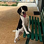 animal, backyard, bench, black_and_white, canine, collar, concrete_floor, dog, domestic, fence, green_bench, happy, head_tilt, outdoor, paw, pet, playful, summer, tail, tongue_out