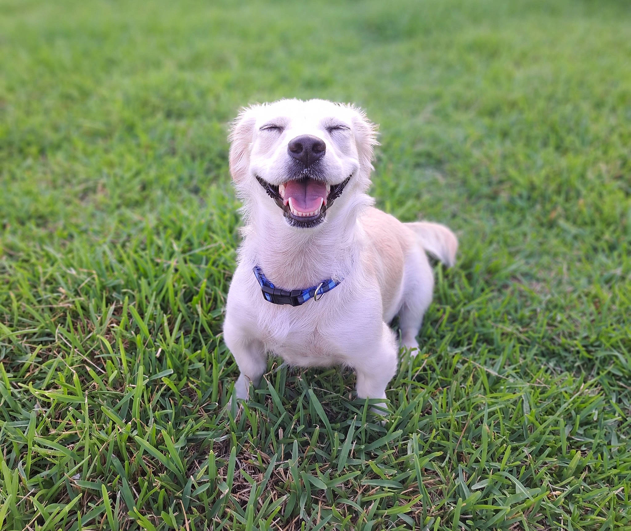 Champagne is registered to the contest to win money with this photo: canidae, carnivore, collar, companion_dog, dog, dog_breed, fawn, grass, grassland, groundcover, gun_dog, happy, pasture, plant, retriever, sky, snout, sporting_group, tail, working_dog