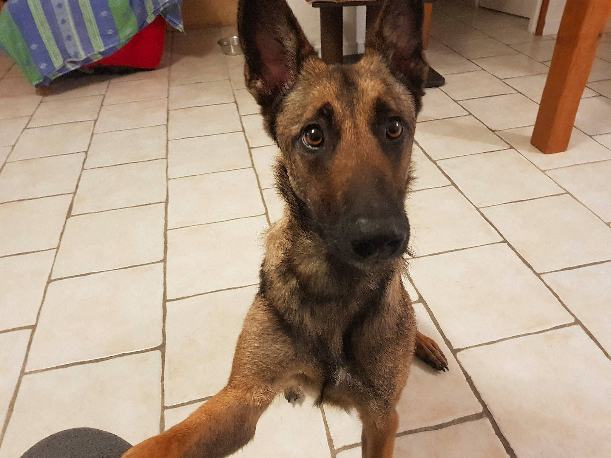 Lena a rejoint le concours — aidez-le/la à gagner de superbes lots ! belgian_shepherd_malinois, canidae, carnivore, companion_dog, dog, dog_breed, east_european_shepherd, fawn, flooring, fur, german_shepherd_dog, herding_dog, old_german_shepherd_dog, pet_supply, snout, sporting_group, terrestrial_animal, tile_flooring, working_animal, working_dog