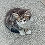 Belvédère participe au concours pour gagner de l'argent avec cette photo : kitten, cat, animal, pet, fur, small, cute, sitting, outdoor, concrete, texture, gray, white, brown, ears, whiskers, paws, young, feline, quiet