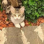 Belvédère a rejoint le concours — aidez-le/la à gagner de superbes lots ! cat, kitten, tabby, white_paws, wood_chips, rocks, green_plants, outdoor, nature, curious, pet, feline, young_animal, fluffy, small, garden, animal, cute, resting, looking_up