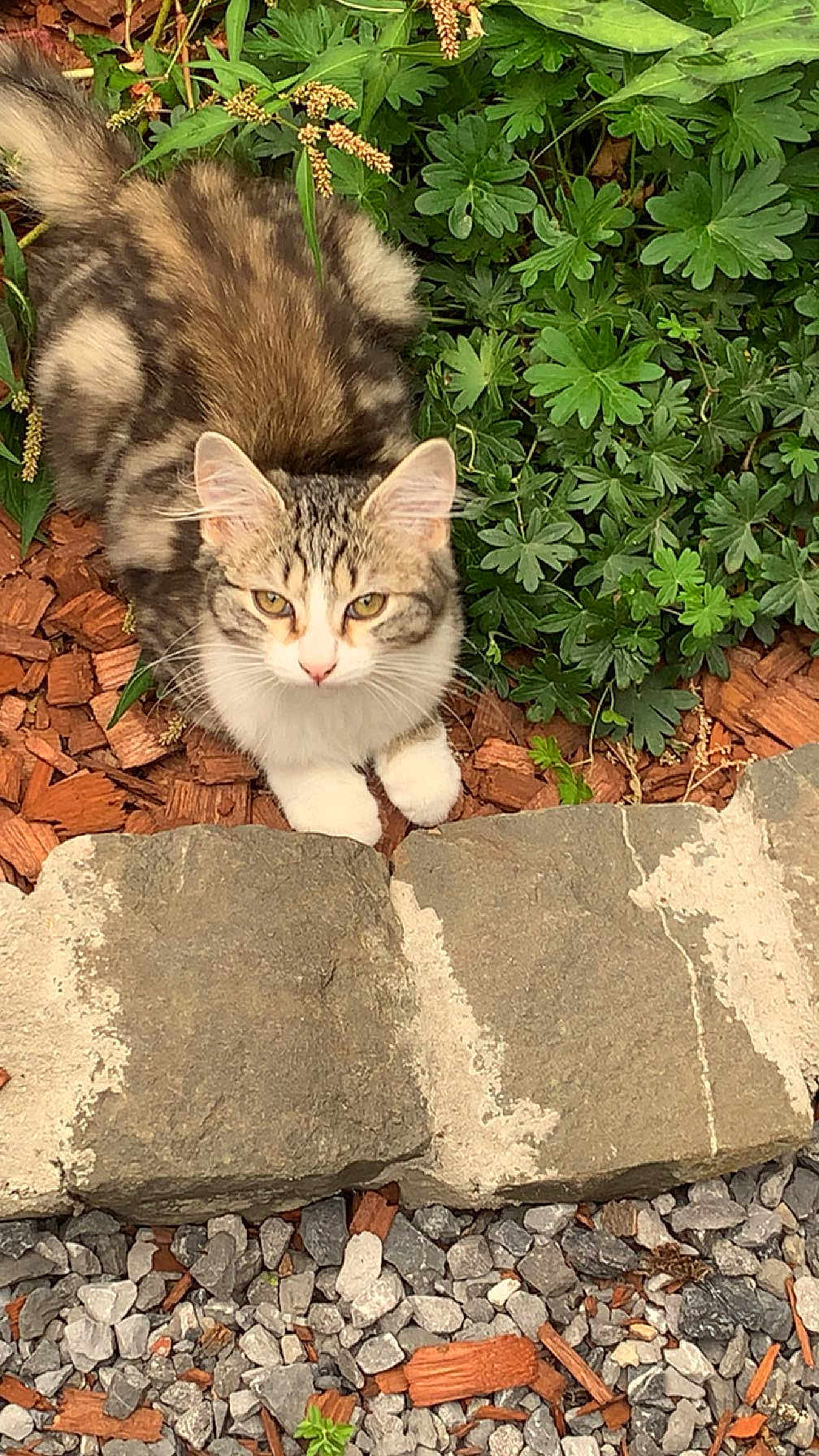 Belvédère a rejoint le concours — aidez-le/la à gagner de superbes lots ! cat, kitten, tabby, white_paws, wood_chips, rocks, green_plants, outdoor, nature, curious, pet, feline, young_animal, fluffy, small, garden, animal, cute, resting, looking_up