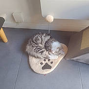 Belvédère a rejoint le concours — aidez-le/la à gagner de superbes lots ! kitten, cat, sleeping, paw_print, cat_bed, toy, spring_toy, floor, tile_floor, scratching_post, furniture_leg, indoor, pet, cozy, curled_up, gray_tabby, white_fur, resting, domestic_cat, cute