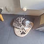 kitten, cat, sleeping, paw_print, cat_bed, toy, spring_toy, floor, tile_floor, scratching_post, furniture_leg, indoor, pet, cozy, curled_up, gray_tabby, white_fur, resting, domestic_cat, cute
