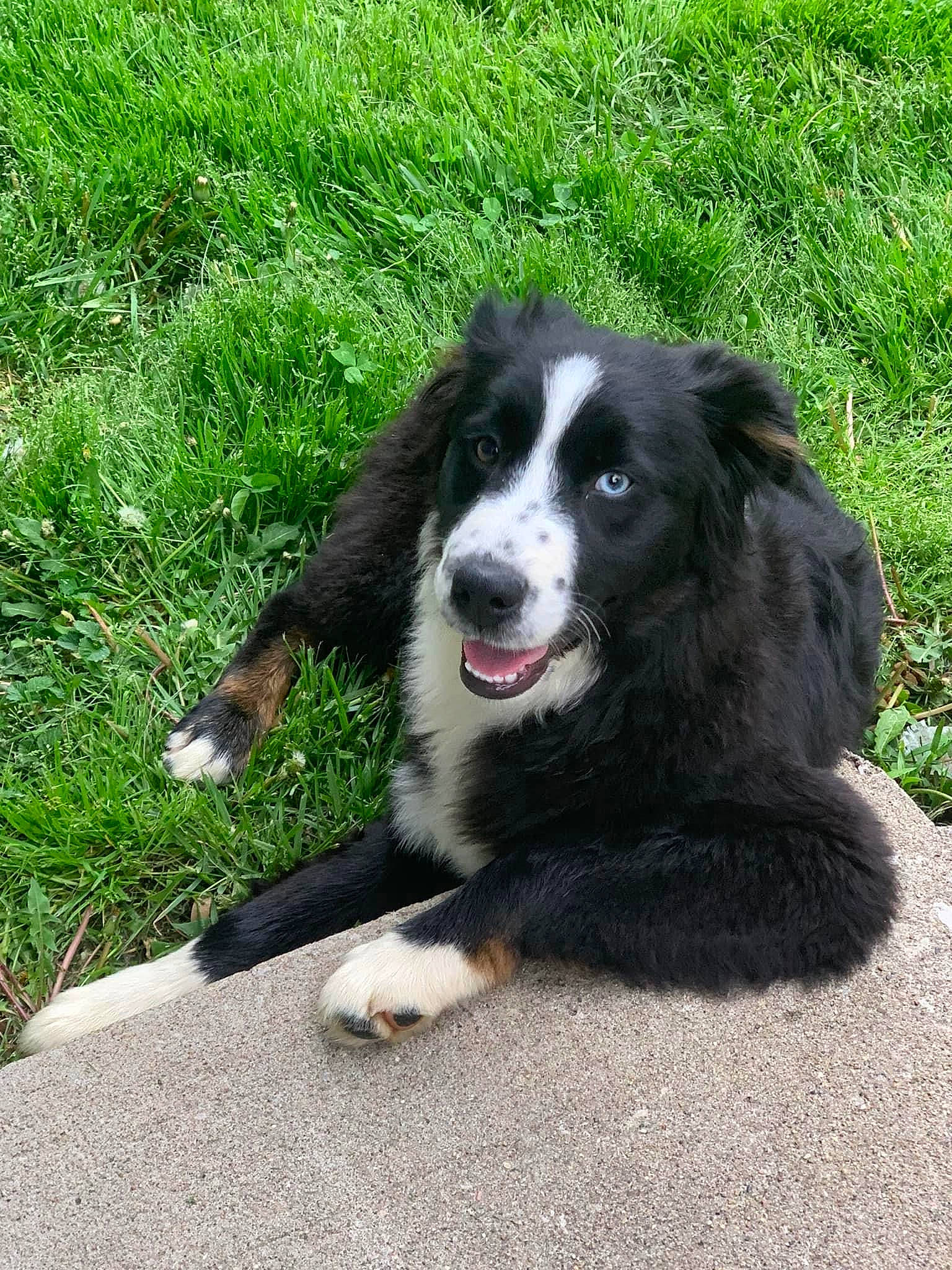 Charlie joined the competition — help win amazing prizes! australian_collie, borador, border_collie, canidae, carnivore, companion_dog, dog, dog_breed, fur, grass, gun_dog, herding_dog, plant, snout, sporting_group, terrestrial_animal, working_animal, working_dog