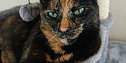 Calcifer is registered to the contest to win money with this photo: cat, tortoiseshell_cat, pet, green_eyes, fur, paw, cat_tree, hammock, indoor, relaxed, animal, feline, cute, close_up, resting, home, whiskers, ears, soft, cozy