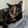 cat, tortoiseshell_cat, pet, green_eyes, fur, paw, cat_tree, hammock, indoor, relaxed, animal, feline, cute, close_up, resting, home, whiskers, ears, soft, cozy