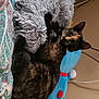 cat, tortoiseshell_cat, stuffed_toy, pillow, bedspread, patterned_fabric, indoor, relaxing, cozy, pet, animal, feline, soft_texture, cuddling, sleeping, domestic, colorful, toy, resting, comfort