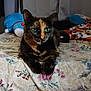 cat, tortoiseshell_cat, bed, floral_bedspread, green_eyes, plush_toy, blue_toy, indoor, pet, feline, animal, resting, cozy, curtains, blanket, domestic, cute, fur, whiskers, paws