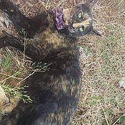 Calcifer joined the competition — help win amazing prizes! cat, tortoiseshell, purple_bow, grass, dry_leaves, outdoor, animal, pet, nature, feline, fur, whiskers, tail, relaxed, sunlight, ground, green_eyes, laying, cute, wildlife