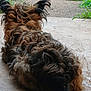 Hazel joined the competition — help win amazing prizes! dog, curly_fur, brown_fur, black_fur, ears, lying_down, outdoor, grass, concrete, path, animal, pet, fur_texture, back_view, nature, resting, canine, quiet, daylight, ground