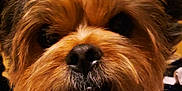 Hazel is registered to the contest to win money with this photo: dog, close_up, fluffy_fur, brown_fur, black_nose, pet, animal, cute, indoors, portrait, face, whiskers, expression, curious, friendly, domestic, canine, furry, muzzle, companion