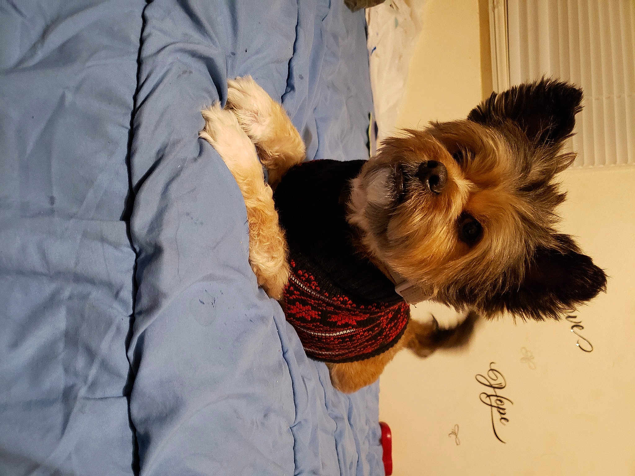 Hazel