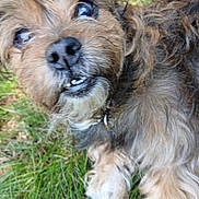 Hazel is registered to the contest to win money with this photo: dog, close_up, grass, scruffy, fur, nose, teeth, outdoor, pet, animal, brown_fur, black_fur, canine, nature, muzzle, face, paw, fur_texture, candid, playful