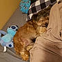 Hazel is registered to the contest to win money with this photo: dog, sleeping, bed, blanket, stuffed_toy, plush, cozy, fur, animal, indoor, resting, brown, soft, comfort, pillow, nap, cute, pet, home, relaxation