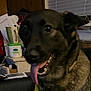 Maggie joined the competition — help win amazing prizes! dog, tongue, indoor, clutter, mug, papers, household_items, happy, pet, canine, black_fur, brown_fur, collar, closeup, tongue_out, furniture, window_blind, table, chair, smiling