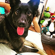 Maggie joined the competition — help win amazing prizes! dog, black_dog, tongue_out, bed, person_arm, plush_toys, stuffed_animals, indoor, happy, pet, canine, fur, ears, lying_down, close_up, animal, room, floor, colorful, toy