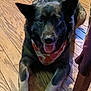 Maggie joined the competition — help win amazing prizes! dog, bandana, heart_pattern, wooden_floor, tongue_out, pet, indoor, fur, ears, paws, canine, animal, companion, cute, resting, looking_up, domestic, friendly, brown, black