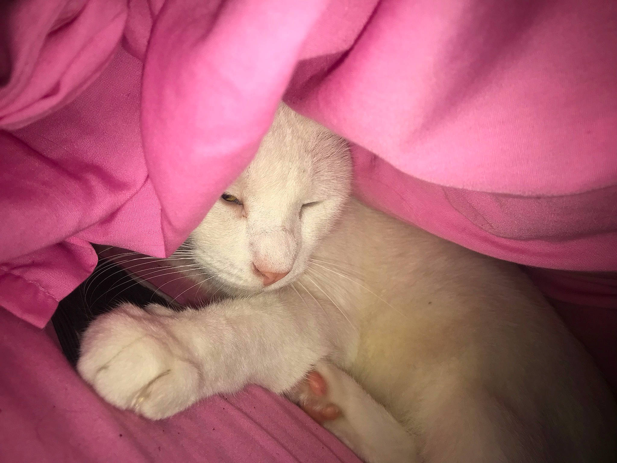 Apollo joined the competition — help win amazing prizes! carnivore, cat, claw, comfort, domestic_short_haired_cat, fawn, felidae, fur, gesture, nail, nap, paw, sleep, small_to_medium_sized_cats, snout, tail, whiskers