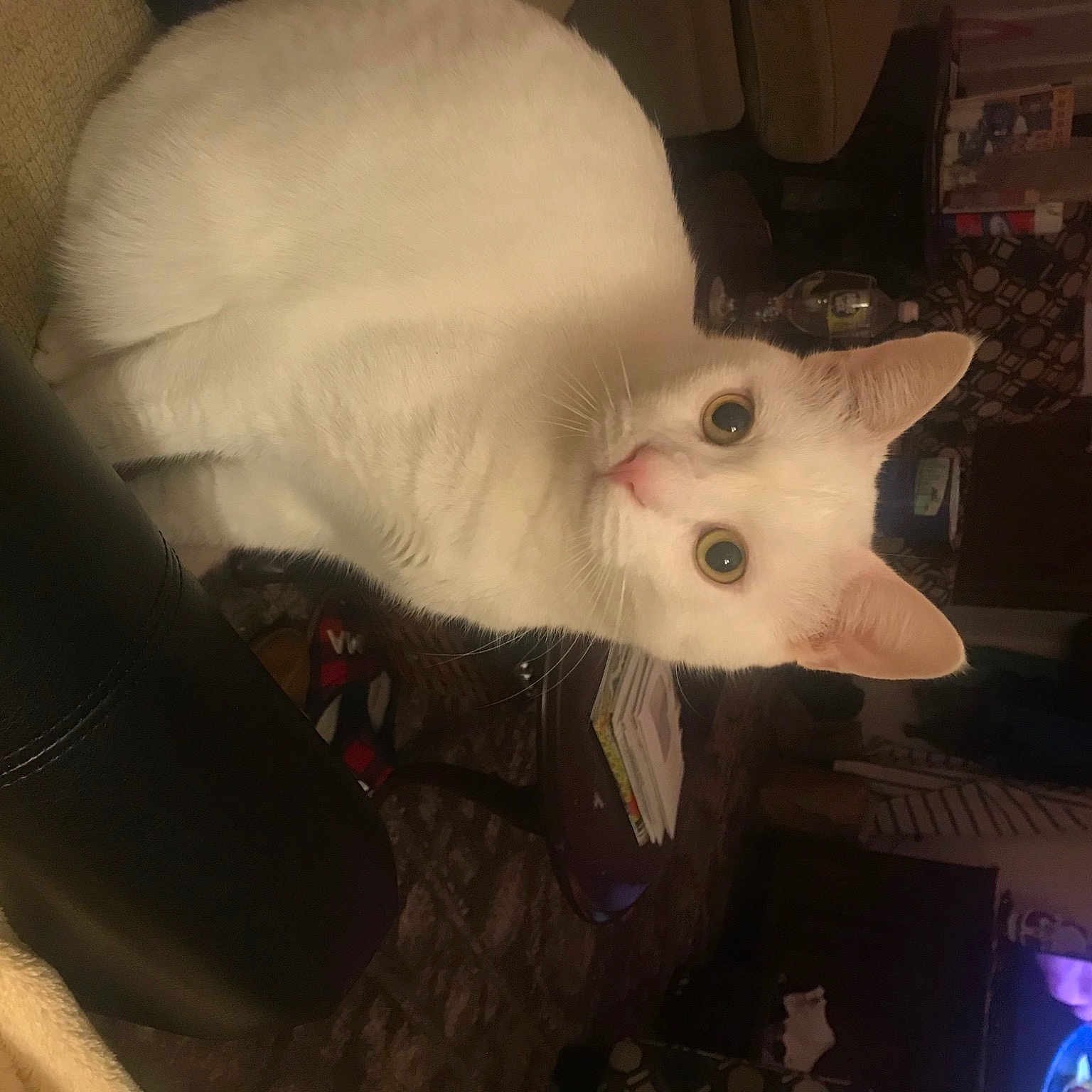 Apollo is registered to the contest to win money with this photo: carnivore, cat, comfort, domestic_short_haired_cat, ear, fawn, felidae, fur, small_to_medium_sized_cats, snout, tail, whiskers