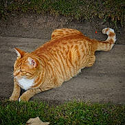 Jango a rejoint le concours — aidez-le/la à gagner de superbes lots !