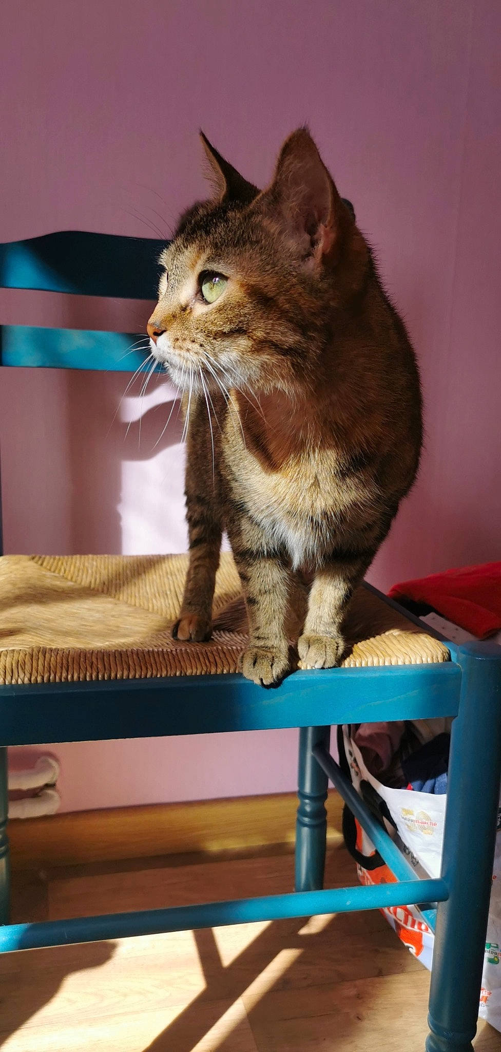 Fifi participe au concours pour gagner de l'argent avec cette photo : carnivore, cat, cat_supply, claw, comfort, domestic_short_haired_cat, fawn, felidae, fur, linens, paw, room, sitting, small_to_medium_sized_cats, tail, terrestrial_animal, whiskers, wildlife, window, wood